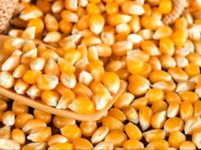 YELLOW MAIZE